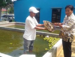 Antisipasi Mati Mendadak, BBI Berikan Garam Laut ke Kolam Ikan