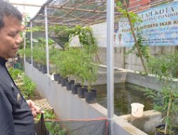 Lahan Belakang Kantor Kelurahan Boponter Disulap Jadi Ketahanan Pangan