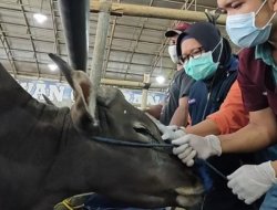 Tiap Tahun, Ketersediaan Hewan Kurban di Kota Depok Naik 10 Persen