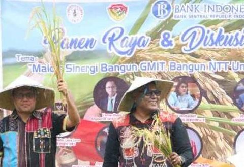 Gubernur Melki Laka Lena Ikut Panen Raya di Kabupaten Rote Ndao
