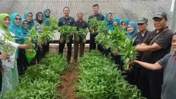 Jaga Ketahanan Pangan, Kelurahan Mekarsari Pengen Sayuran Urban Farming di Kampung Proklim