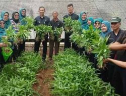 Jaga Ketahanan Pangan, Kelurahan Mekarsari Pengen Sayuran Urban Farming di Kampung Proklim