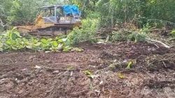 Tanam 50 Hektar Tebu di Desa Caruban, Langkah Nyata Green Economy SWI Sambut Munas