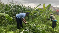 Sokong Ketahanan Pangan, Kelurahan Kalimulya Gencar Tanam Berbagai Jenis Tanaman